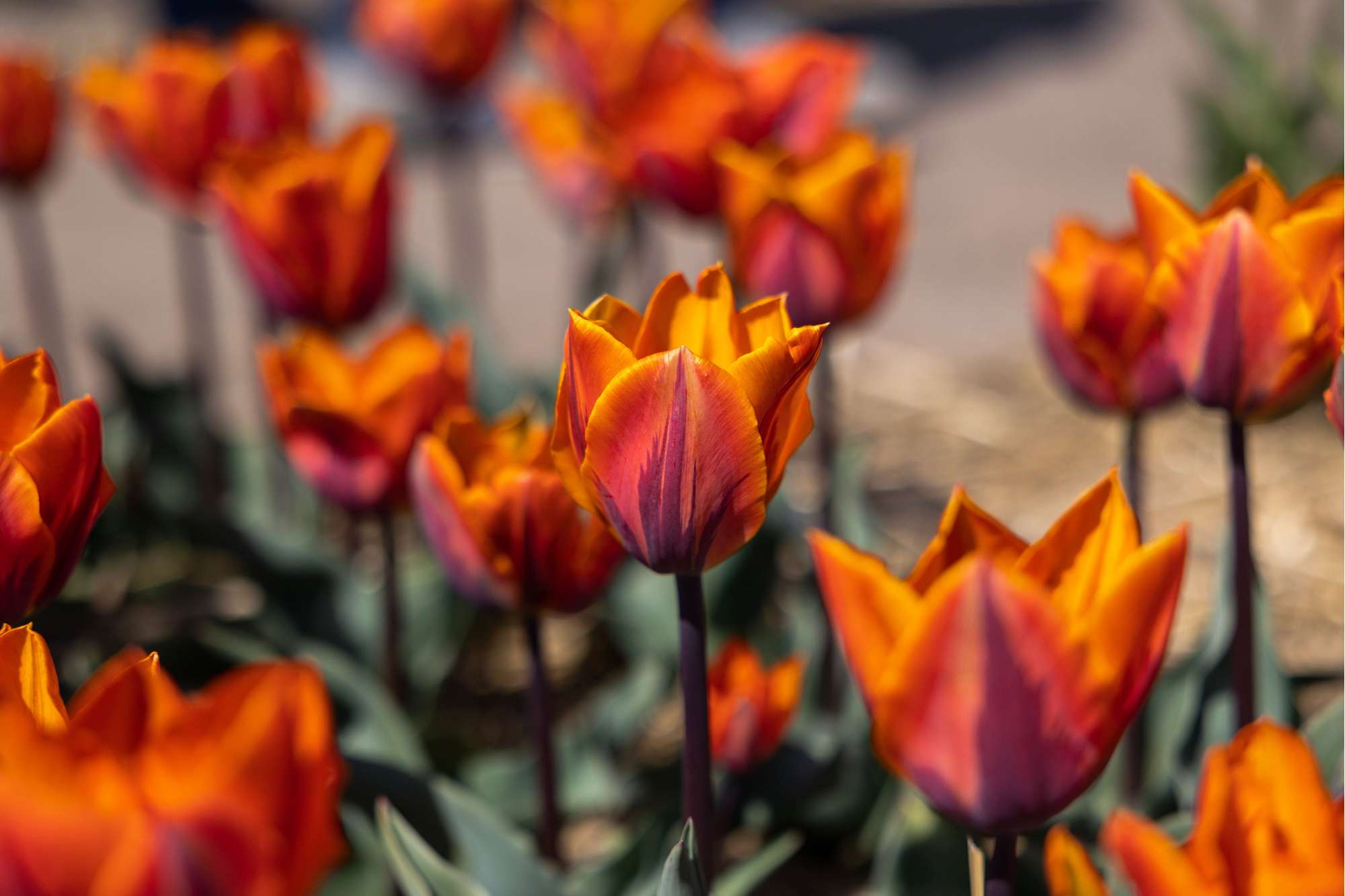 Tulpan 'Princess Irene'